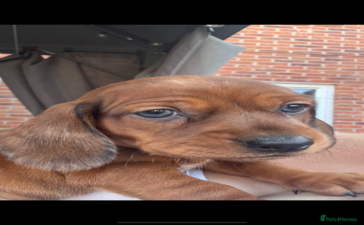 Mixed Breed dogs - Advert 9