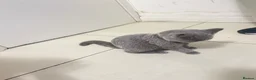 British Shorthair cats for sale: Beautiful 7-Mont Old Female British Shorthair Grey in London - Advert 4