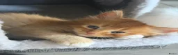 Mixed Breed cats for sale: Kittens Looking for Loving Homes - Advert 6