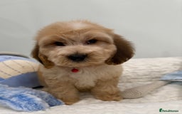 Cockapoo dogs for sale: Stunning sable, roan, parti f1. Full dna clear  - Image 14