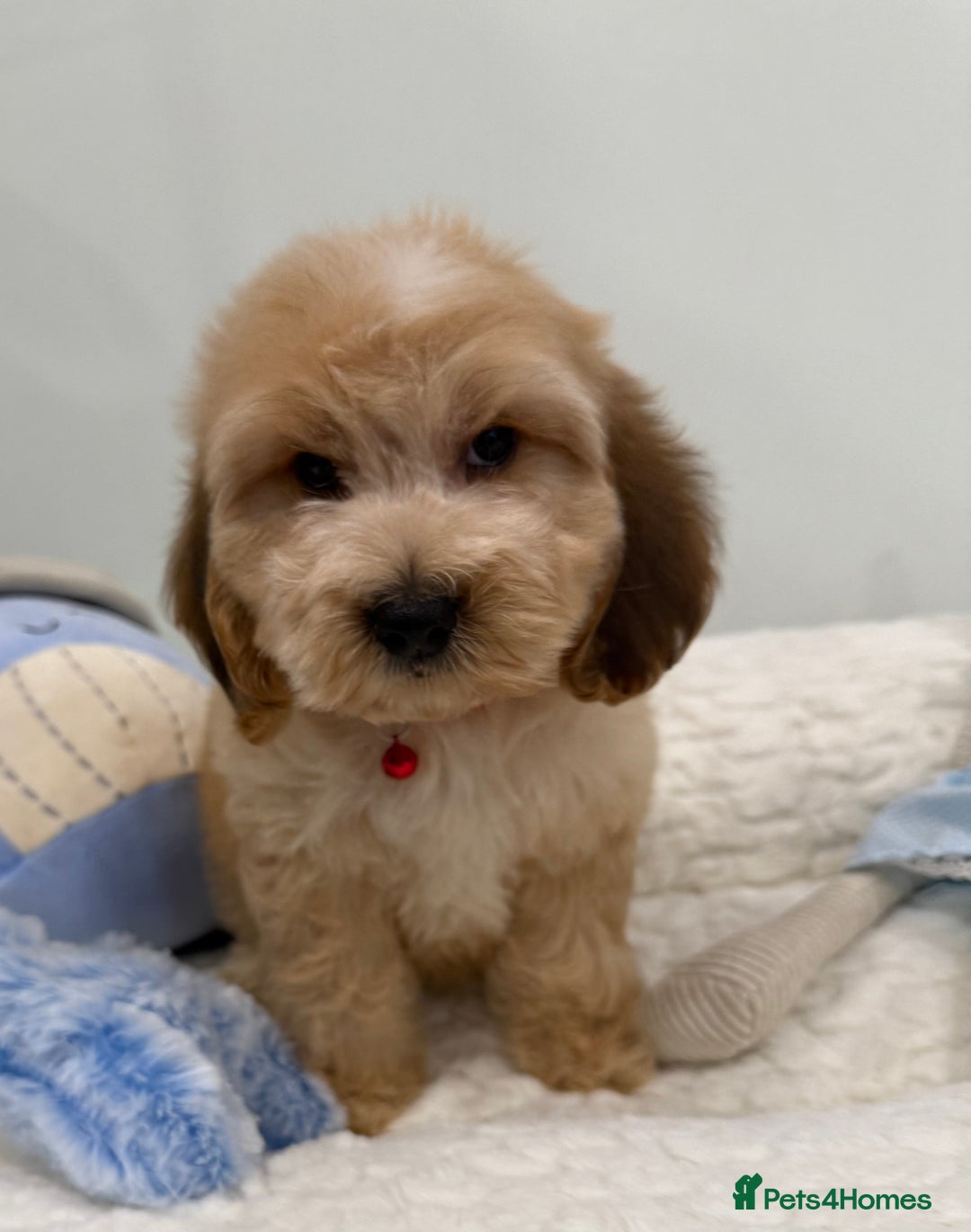 Cockapoo dogs for sale: Stunning sable, roan, parti f1. Full dna clear  - Image 14
