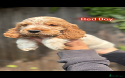 Cocker Spaniel dogs for sale: Last boy! Top quality show-type Cocker Spaniels! in Leicester - Image 21