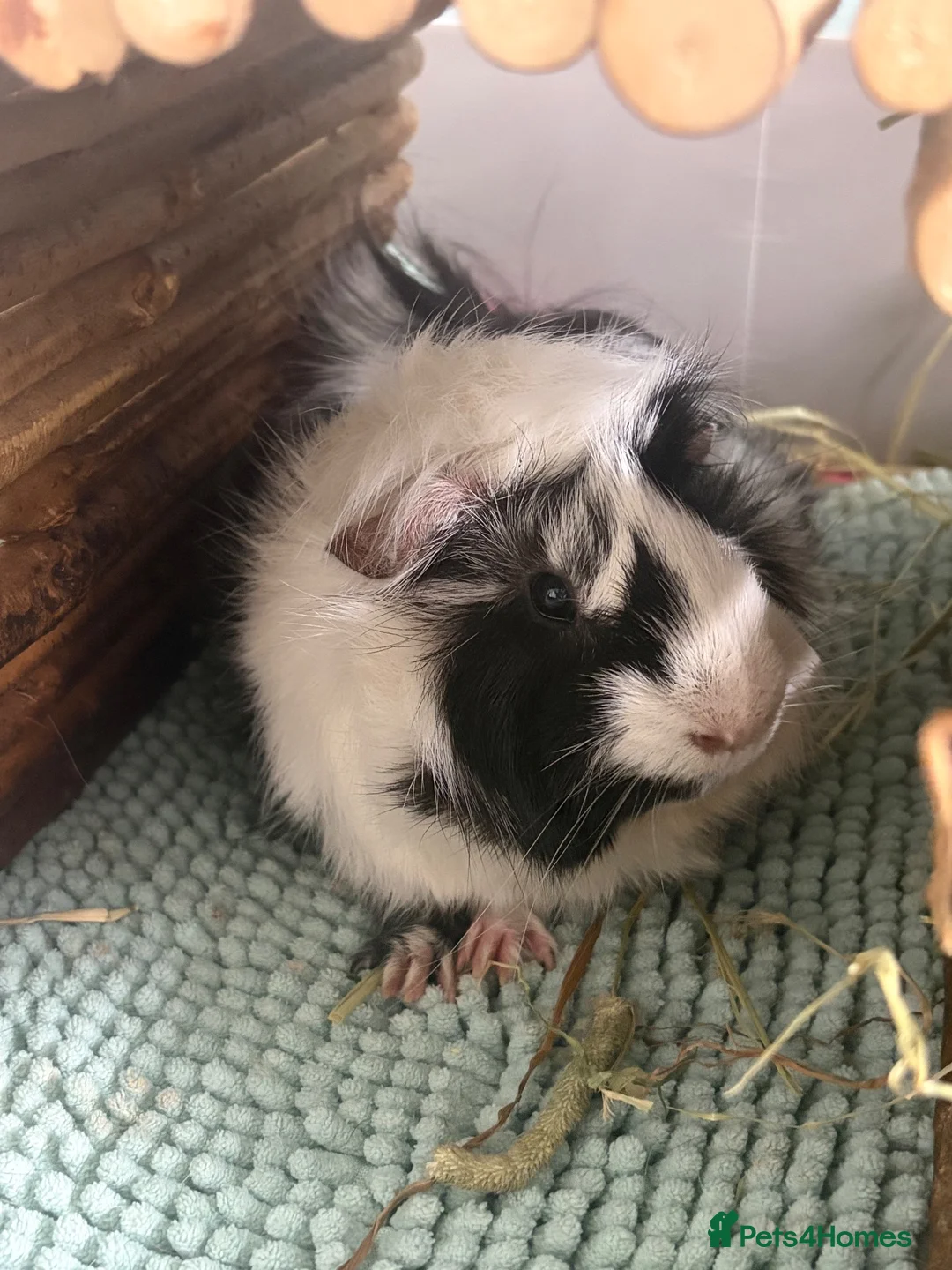 Guinea Pig rodents for sale: Male guinea pig in Lichfield - Advert 3