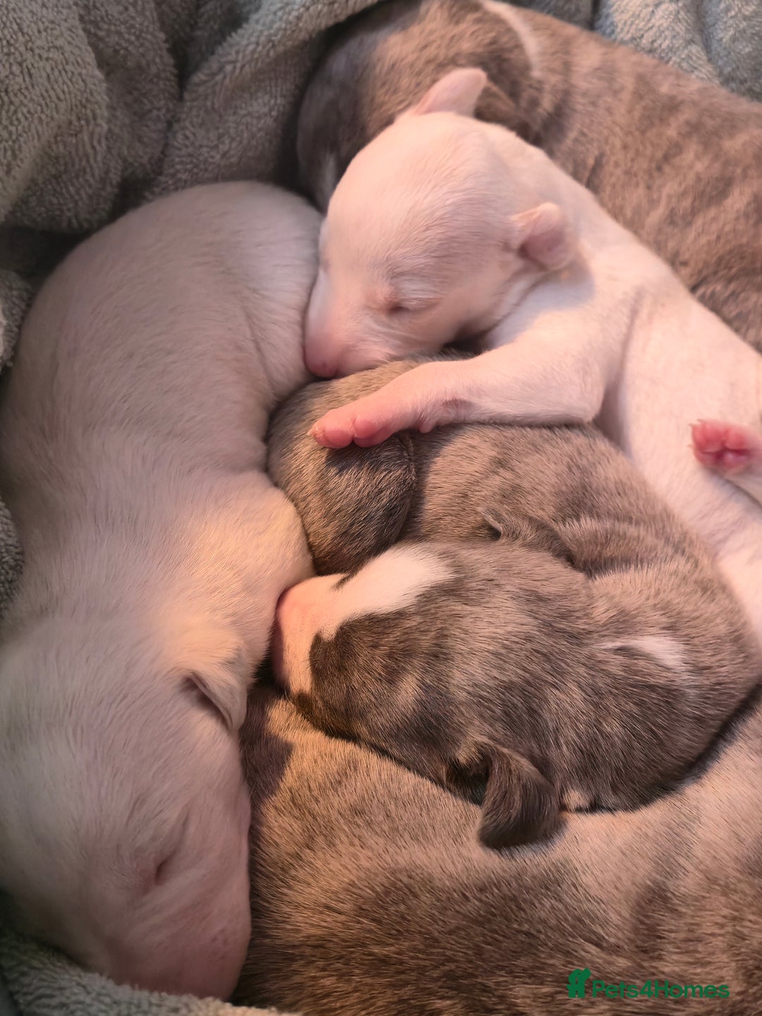 Whippet dogs for sale: KC Registered Small Whippet Puppies - Advert 20