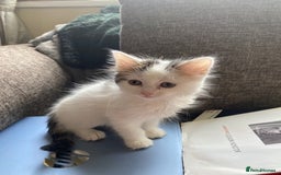 British Shorthair cats for sale: Kittens for sale - Image 1