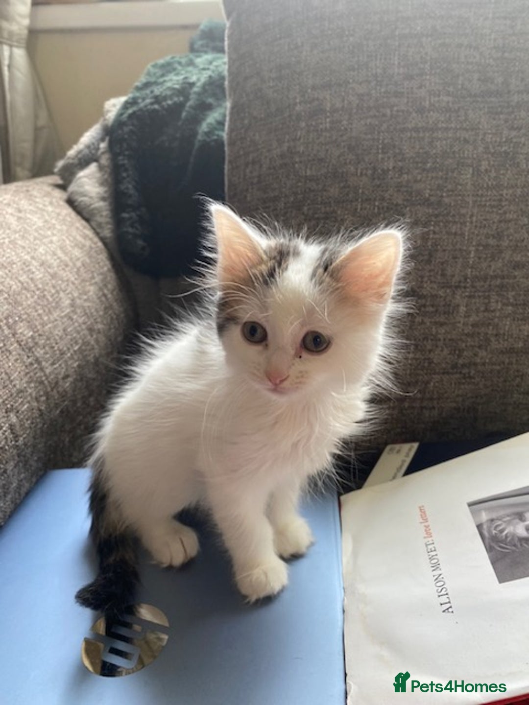 British Shorthair cats for sale: Kittens for sale - Image 1