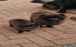 Pomeranian dogs for sale: Pomeranian Girls For Sale  - Image 4