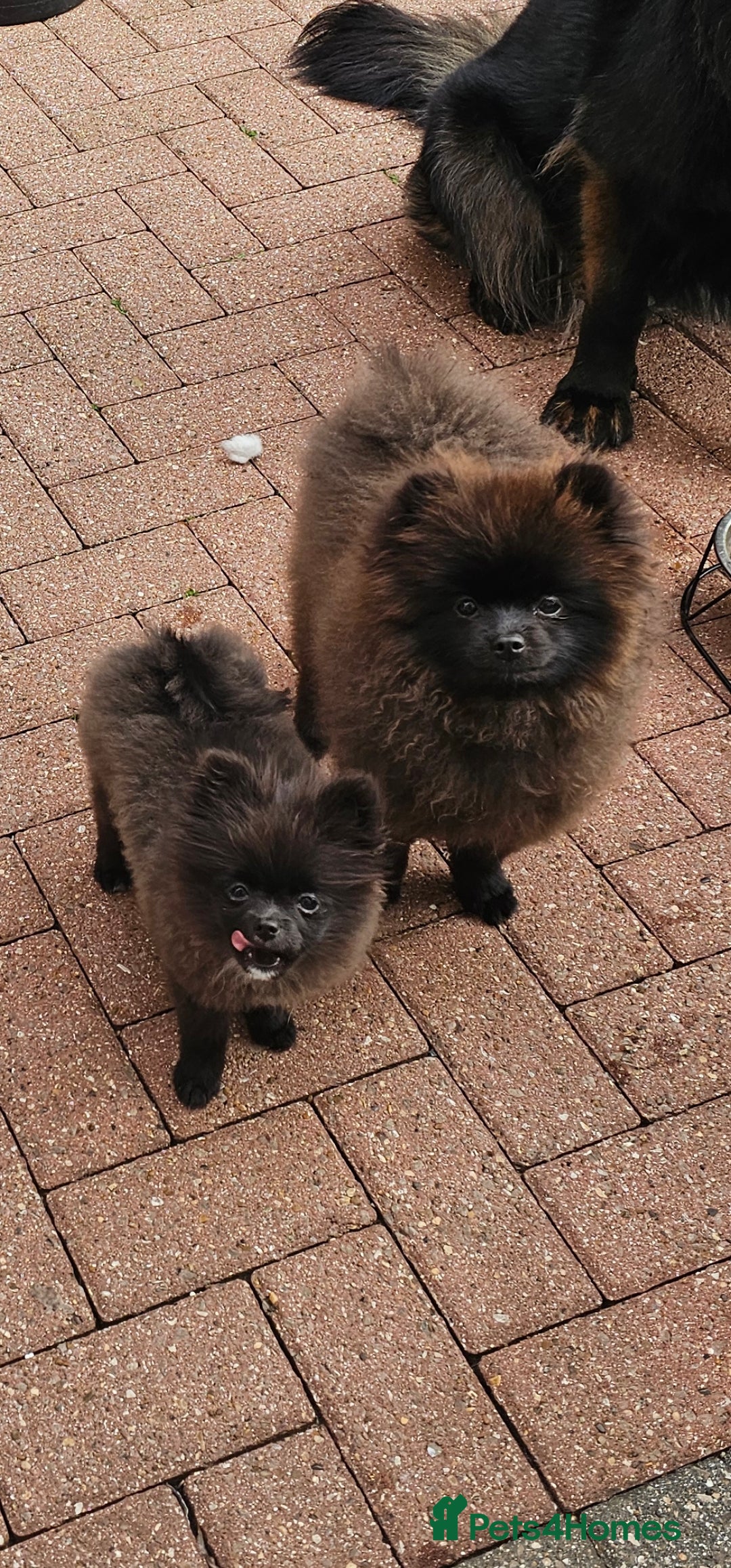 Pomeranian dogs for sale: Pomeranian Girls For Sale  - Image 4