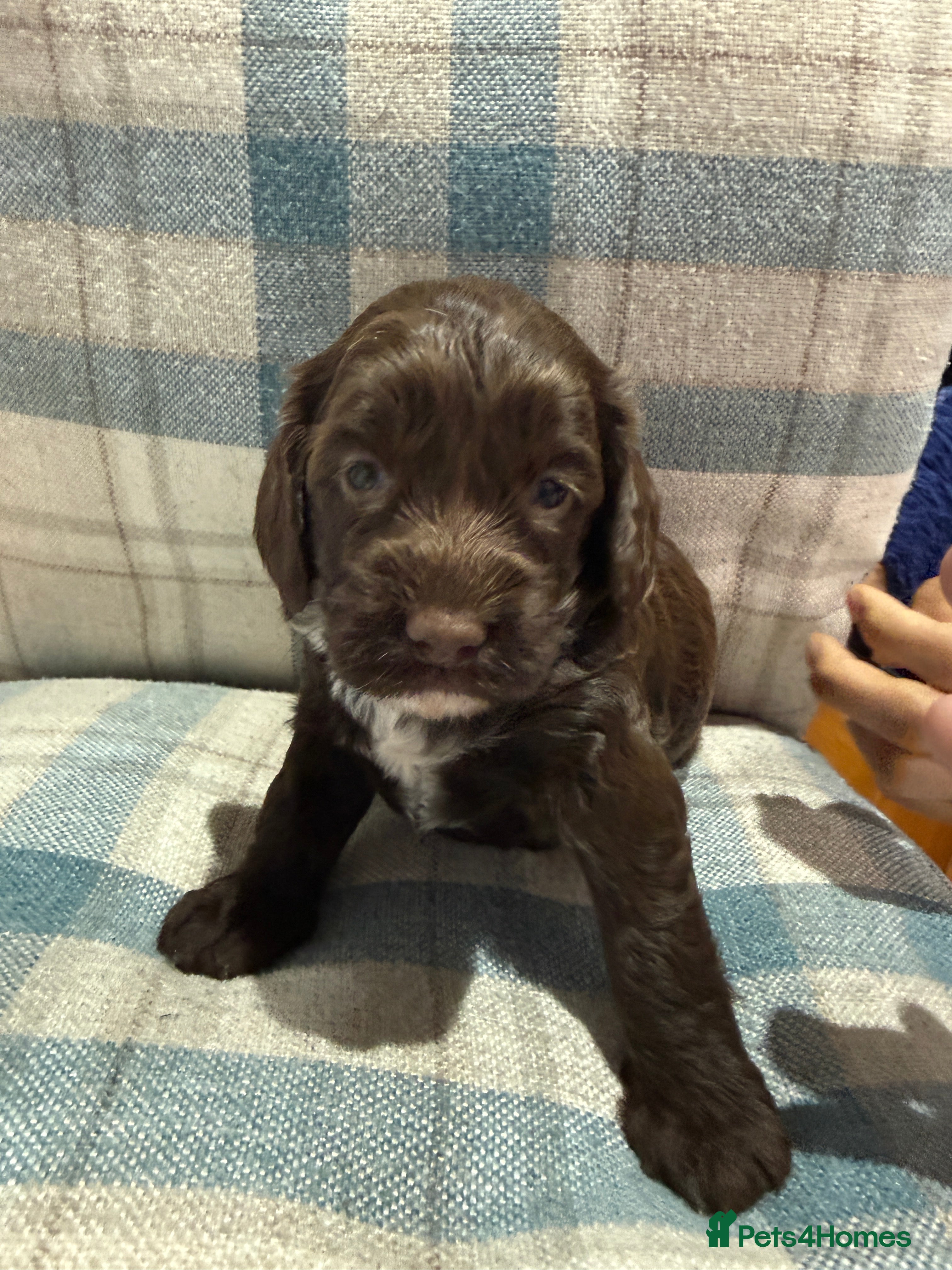 Mixed Breed dogs Sprockerpoo puppies - Advert 2