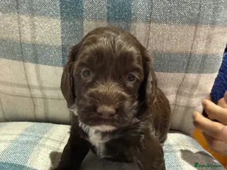 Mixed Breed dogs Sprockerpoo puppies - Advert 14