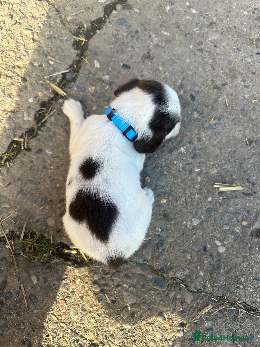 English Springer Spaniel dogs for sale: KC Springer spaniel puppies  - Advert 10