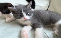 Mixed Breed cats for sale: Kittens for sale - Image 23
