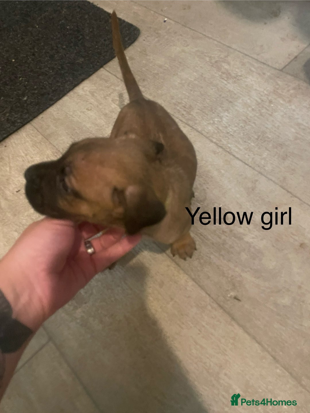 Mixed Breed dogs for sale: Cane Corso X Presa Canario - Image 2