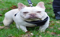 French Bulldog dogs for stud: Chocolate cream carrying blue and tan gene in Spalding - Advert 2