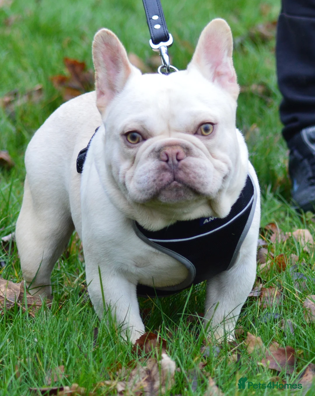 French Bulldog dogs for stud: Chocolate cream carrying blue and tan gene in Spalding - Advert 2