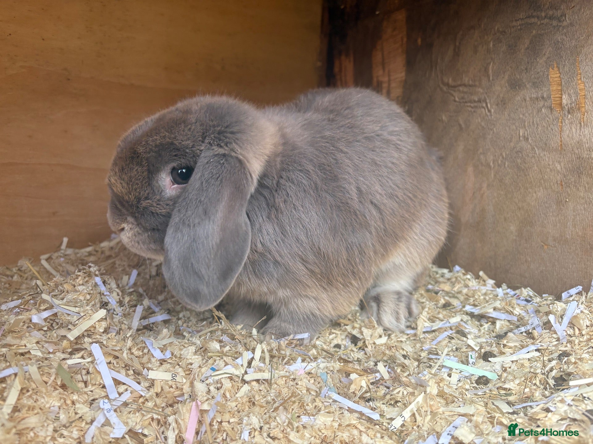 Mini Lop rabbits for sale: Proven buck - Advert 15