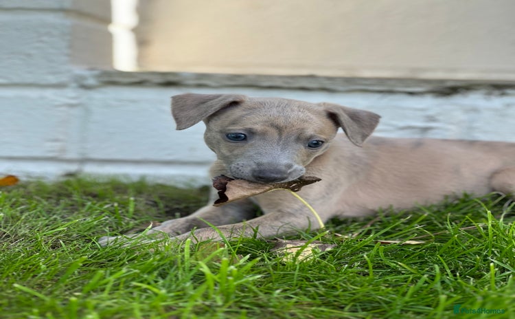 Whippet dogs - Advert 1