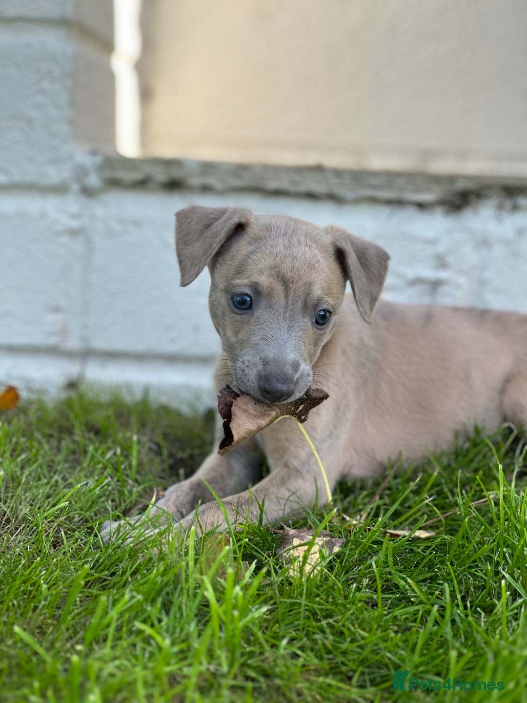 Whippet dogs for sale: READY NEXT WEEK! GORGEOUS WHIPPET PUPPIES - Image 30