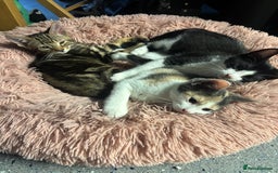 American Shorthair cats for sale: Kittens for sale - Image 1