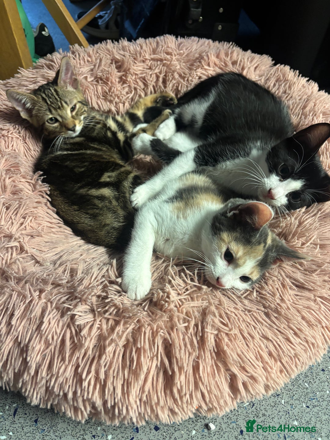 American Shorthair cats for sale: Kittens for sale - Image 1