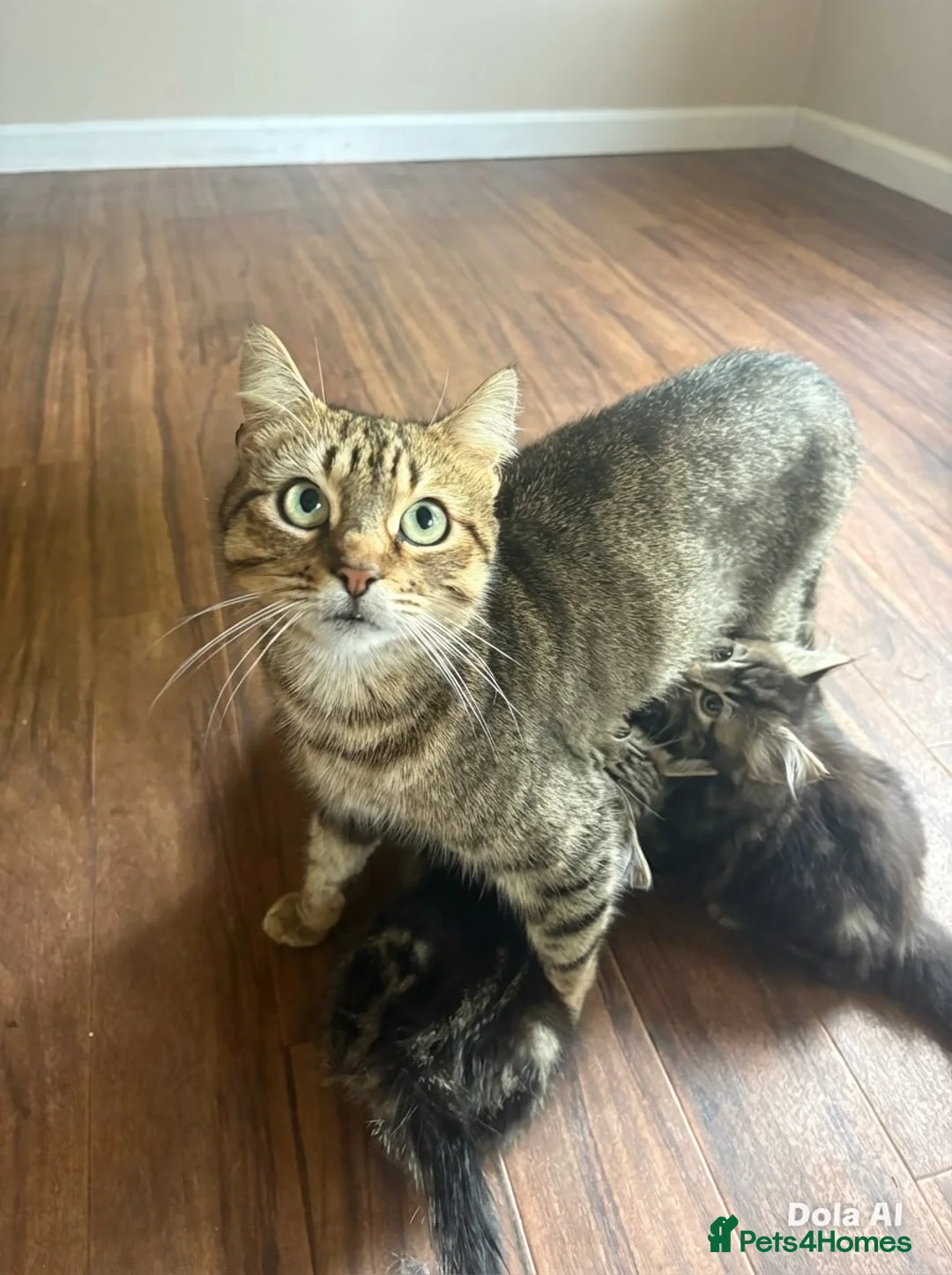 Domestic Shorthair cats for sale: 4 Adorable tabby kittens ready for homes in Cardiff - Advert 1