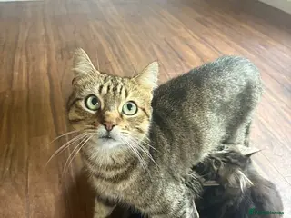 Domestic Shorthair cats 4 Adorable tabby kittens ready for homes - Advert 2