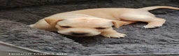 Mixed Breed dogs for sale: French Bulldog Cross Pups - Advert 7