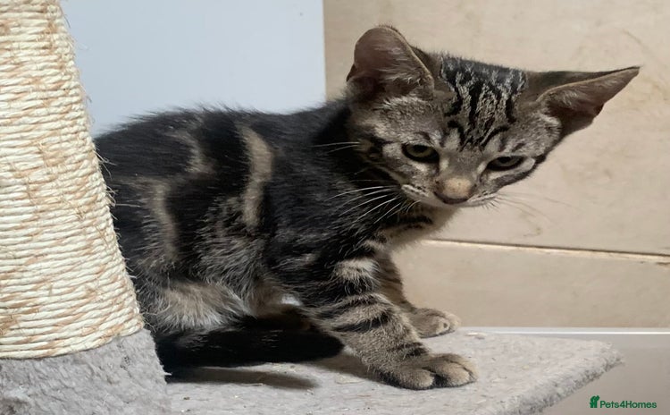Domestic Shorthair cats - Advert 10