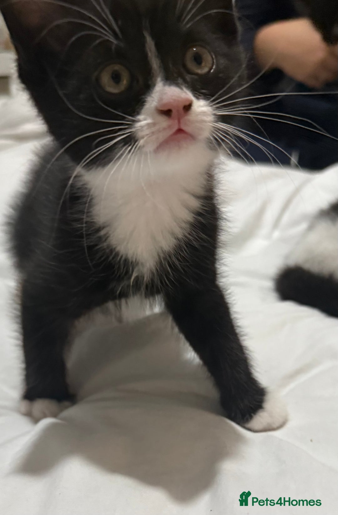 Domestic Shorthair cats for sale: ✨4 Loving Kittens Ready Now ✨ - Advert 4