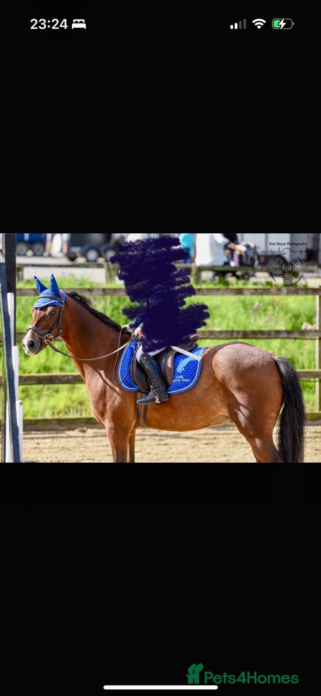 Welsh Section B horses for sale: Welsh part bred lead rein / confident first ridden - Advert 6