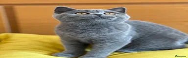 British Shorthair Kitten 4 Available 