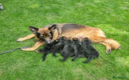 German Shepherd dogs for sale: Gorgeous 10 GSD Puppies Looking For Their Homes - Image 2
