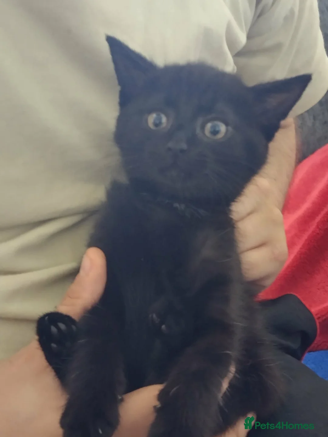 Mixed Breed cats for sale: Beautiful black kittens for sale  in Glasgow - Advert 2