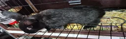 Mini Lion Lop rabbits for sale: Mini Lop Ear Cross Lionhead - URGENT HOME NEEDED - Advert 3