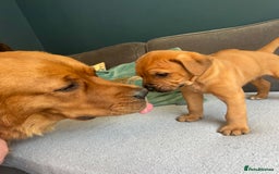 Mixed Breed dogs for sale: Puppies looking for forever homes 🏡 - Image 12