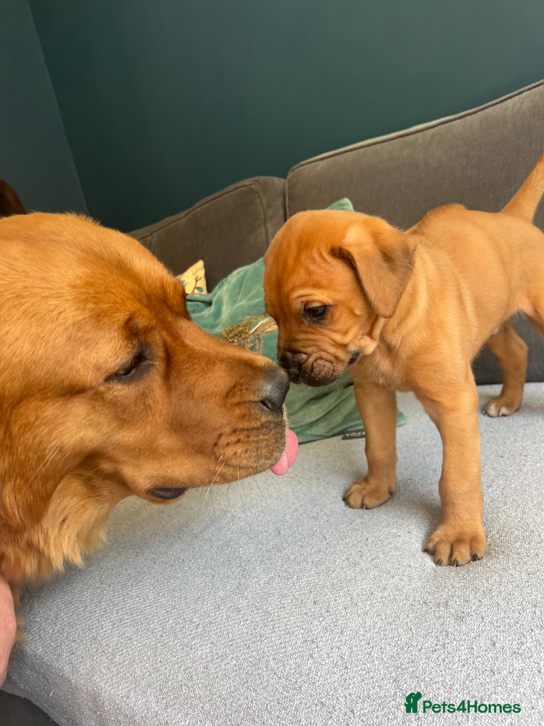 Mixed Breed dogs for sale: Puppies looking for forever homes 🏡 - Image 12