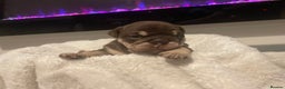 English Bulldog dogs for sale: TOP CLASS  English Bull Dog puppies  - Advert 26