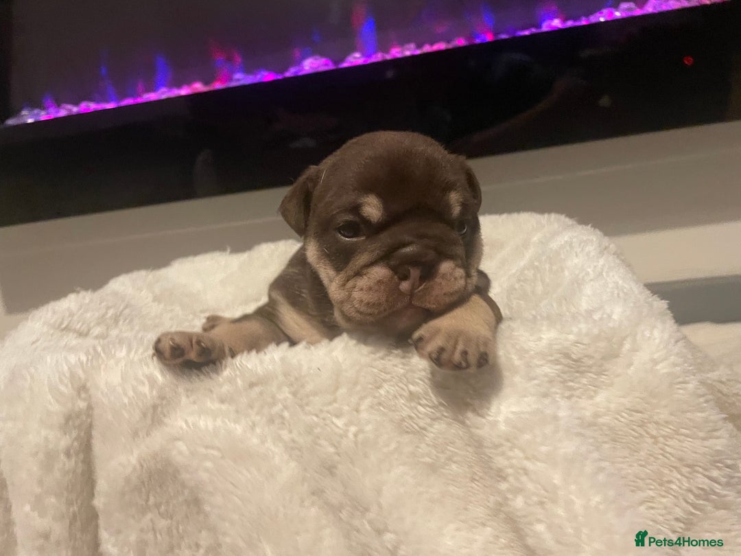English Bulldog dogs for sale: TOP CLASS  English Bull Dog puppies  - Advert 26