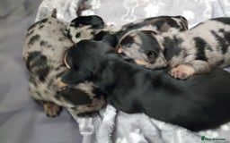 Miniature Dachshund dogs for sale: Miniature Dachshund - Image 6