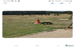 Mixed Breed dogs for sale: 2 female and 1 male dog for rehoming  - Advert 7