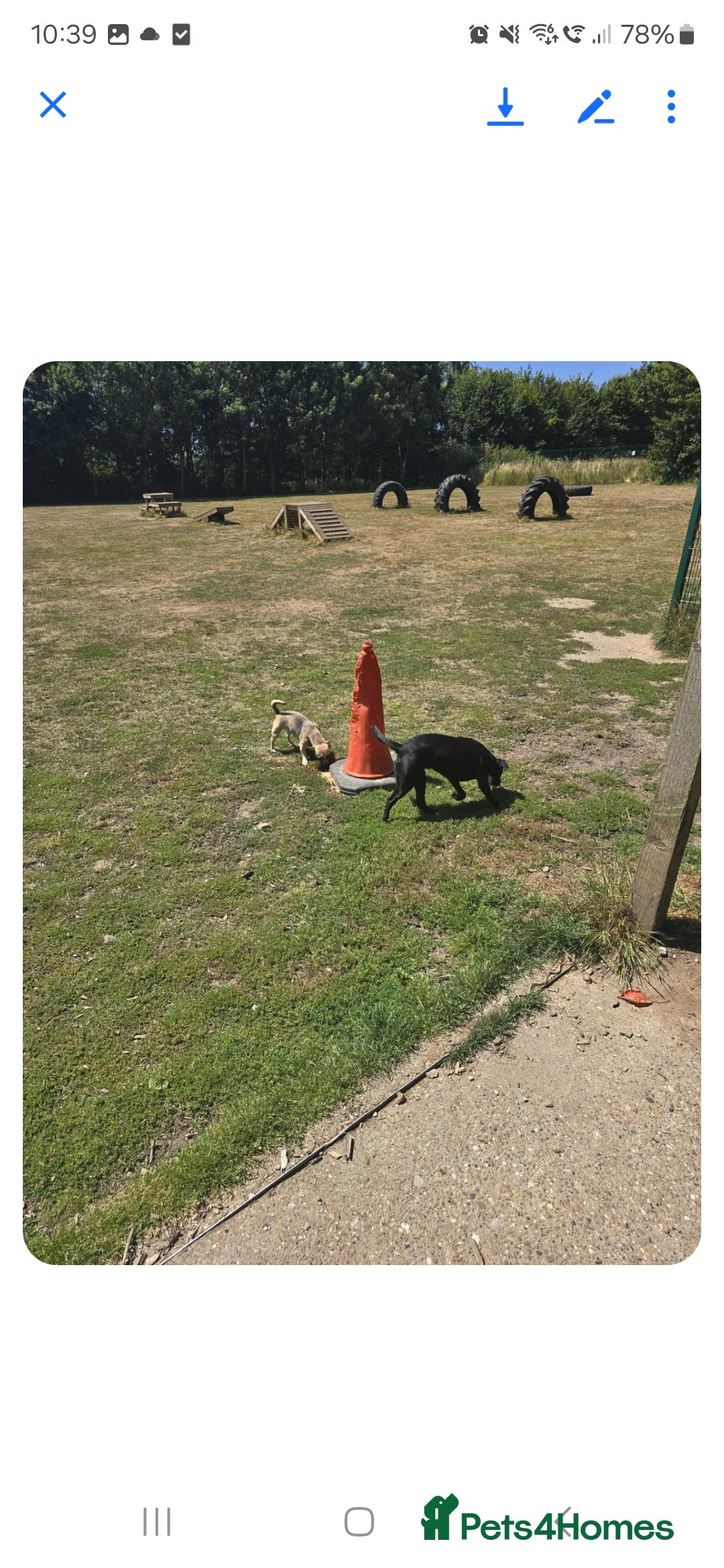 Mixed Breed dogs for sale: 2 female and 1 male dog for rehoming  - Advert 7