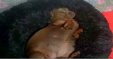 Miniature Dachshund dogs - Advert 6