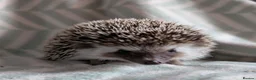 Pygmy Hedgehog rodents for sale: Lovely baby boys  - Advert 4