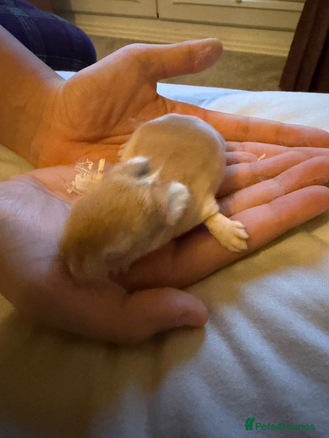 Mini Lop rabbits for sale: 3x Mini Lop Bunnies  - Advert 7