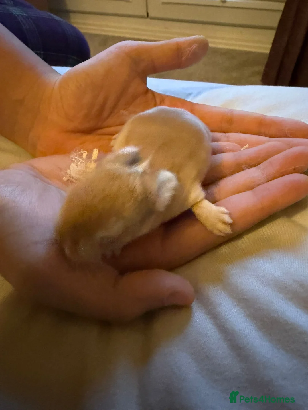 Mini Lop rabbits for sale: 3x Mini Lop Bunnies to reserve  - Advert 7