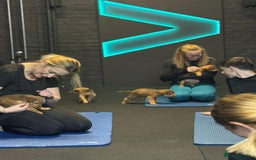 Soft Coated Wheaten Terrier dogs for sale: Traditional Irish Wheaten Terriers  - Image 5