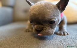 French Bulldog dogs for sale: ✨Stunning Pedigree French Bulldog Puppies✨ - Advert 35