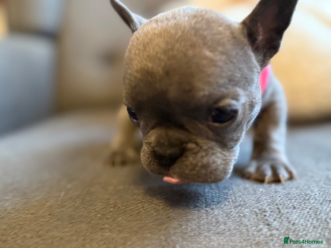 French Bulldog dogs for sale: ✨Stunning Pedigree French Bulldog Puppies✨ - Advert 35