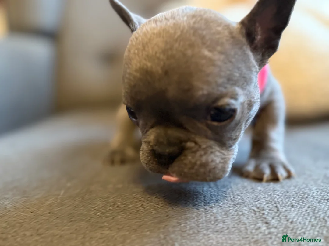 French Bulldog dogs for sale: ✨Stunning Pedigree French Bulldog Puppies✨ - Advert 28