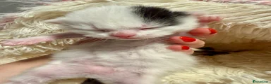 Mixed Breed Kitten 1